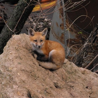 Fox
