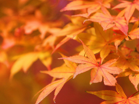 autumn leaves - trees, nature