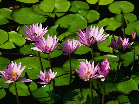 water lilies - lilies, lake, lily, pink, water, leaves, green, flowers