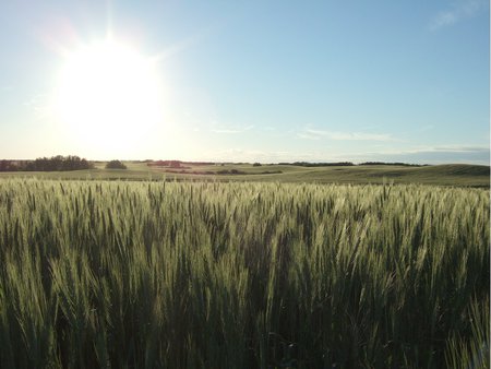 Sunny Day - fields, sunshine, crops