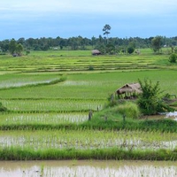 Rice Paddy