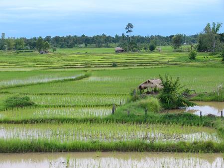 Rice Paddy - fields, farm, crops, building, water, rice paddy