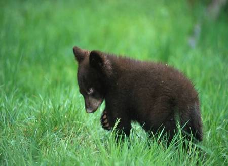 Black Bear Cub - cub, black bear, green grass