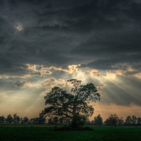 Lonely Tree