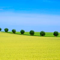 Trees in the hill