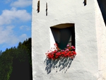 white wall and the flowers