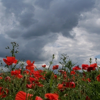 Poppies Under A Stormy Sky