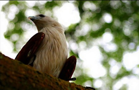 warning - warning, eagle, birds, animal