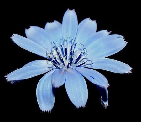 Blue flower - flowers, blue