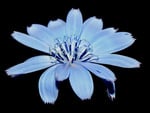 Blue flower