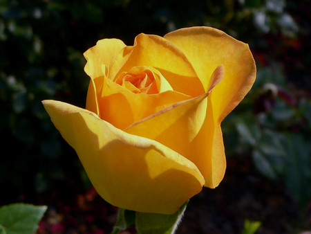 Yellow rose - flowers, roses