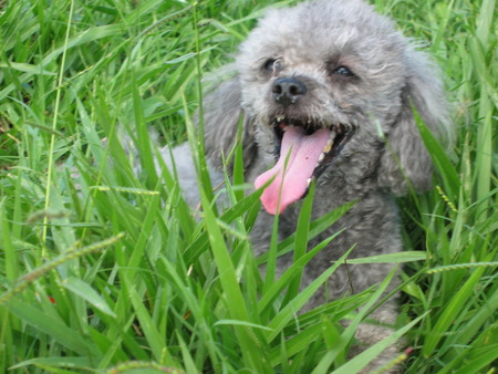 Happy dog - poodle, dog, grass