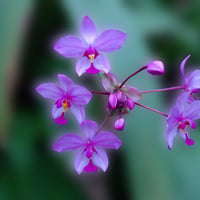 Purple flowers