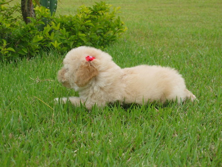 Puppy - grass, puppy, dog, poodle