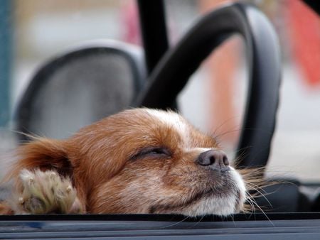 Ah...Fresh Air! - steering wheel, open window, window, car, dog, riding, cute