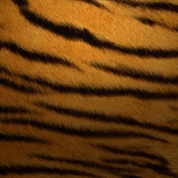 TIGER SKIN