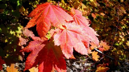 Vine Maple - widescreen, fall, season, autumn, washington, leaves