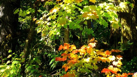 Forest Beauty - widescreen, fall, trees, autumn, forest, washington, maple