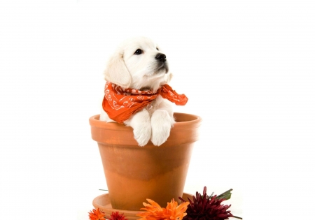 Happy Autumn! - autumn, puppy, golden retriever, leaf, white, dog, animal, orange, card, pot, cute