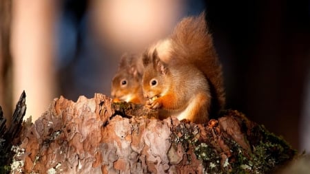 Squirrels - animal, autumn, red, wood, cute, squirrel