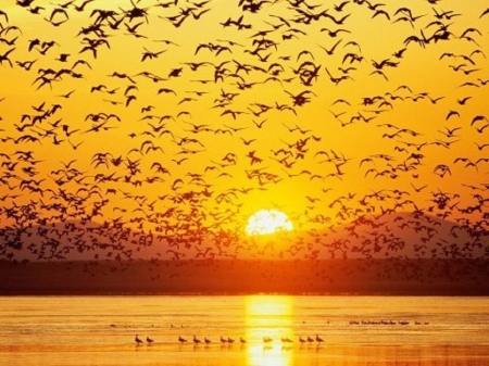 bird.s sunset - nature, sunset, sea, birds