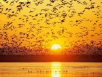 bird.s sunset