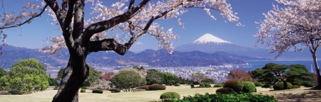 Spring - fields, beautiful, splendor, spring, lovely, mountain, tree, colorful, japan, nature, wide, color, okinawa