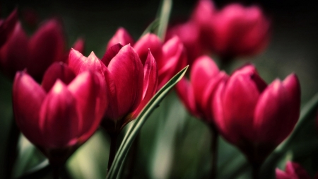 Red Tulips  - love, wide screen, beauty, photography, tulips, floral, beautiful, romance, photo, flower