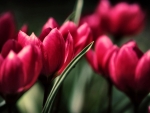 Red Tulips 