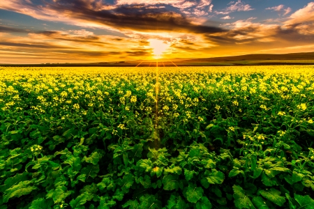 A canola filed outside of Cape Town - clouds, town, beautiful, sunrise, morning, photo, glow, rays, field, sky