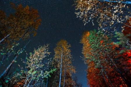 Autumn Lights - sky, stars, trees, leaves, colors