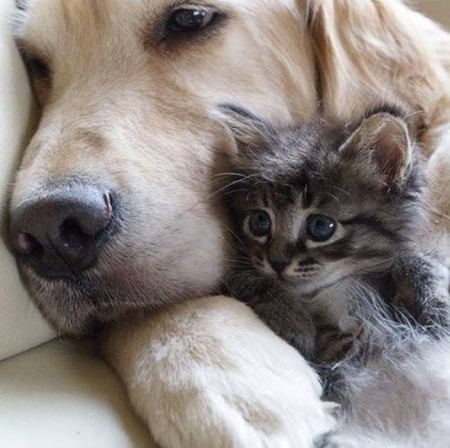 cute friends - animals, cute, kitten, friends, dog