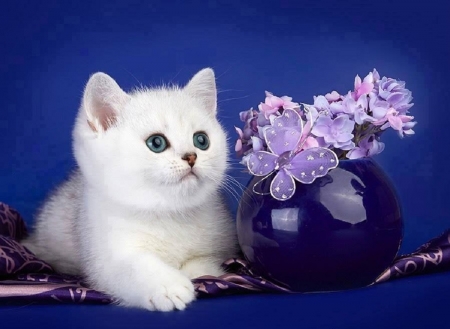 cute white kitten - white, animals, cats, cute, kitten