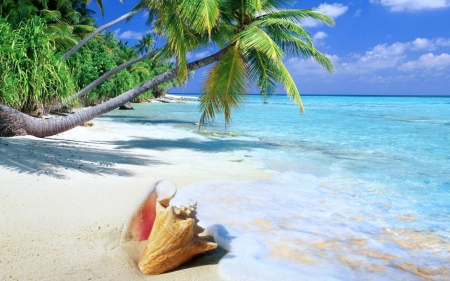 Sea Shell on a Tropical Beach - nature, beach, sea shell, palm