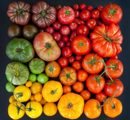 Tomato tomato - yellow, red, green, fruit, tomato, vegetable