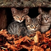 Cats and Leafs