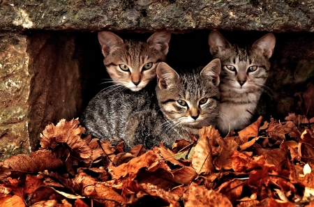 Cats and Leafs - cute, Autumn, Leafs, Cats