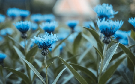 Flowers - summer, flower, green, blue