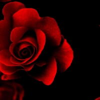 Red rose