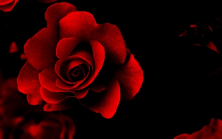 Red rose - red, texture, black, rose, flower