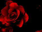 Red rose