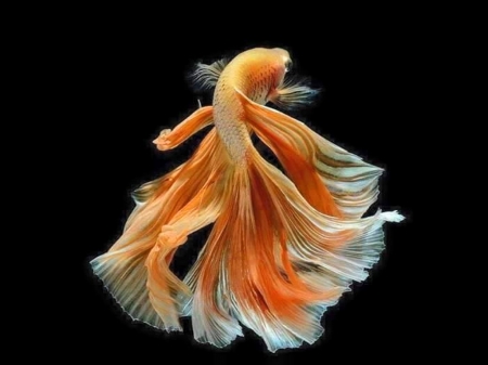 Betta beauty - Betta, beauty, Tail, fish