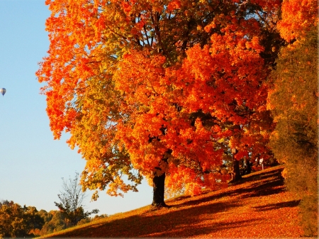 Autumn eve - fall, orange, tree, leaves