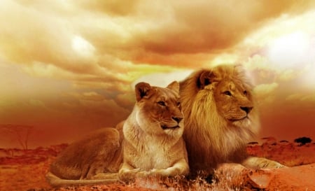 King and Queen - lions, animals, cats, beautiful