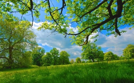 Summer - nature, field, grass, trees