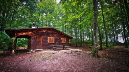 cabin in a forest clearing