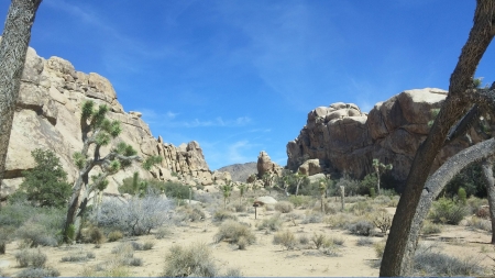 Joshua Tree - nature, joshua tree, fun, cool, desert