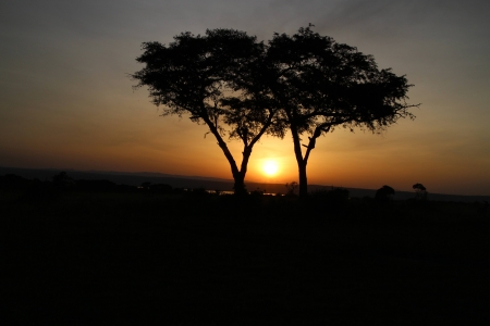 sunset - cool, fun, trees, sunset, nature