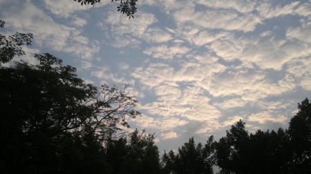 Sky&Trees - Real, SKy, Tree, Nature