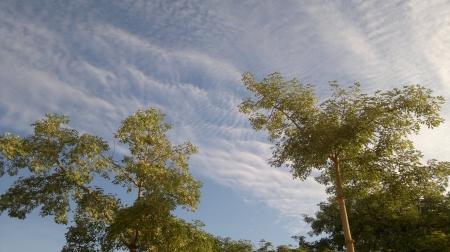 Blue sky - nature, sky, cloud, trees